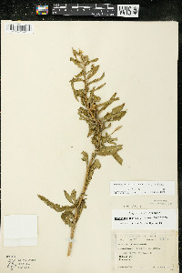 Oenothera villosa subsp. villosa image