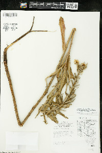 Oenothera villosa image