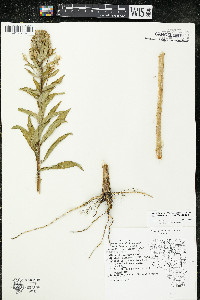 Oenothera villosa image