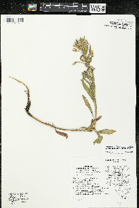 Oenothera villosa subsp. villosa image