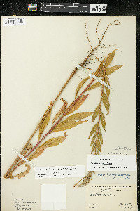 Oenothera villosa image