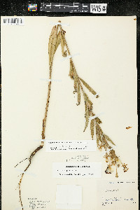 Oenothera villosa image