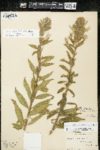 Oenothera villosa image