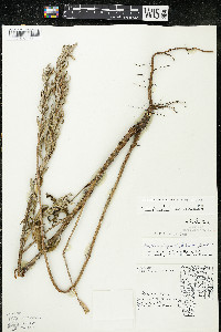 Oenothera villosa image