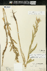 Oenothera villosa image