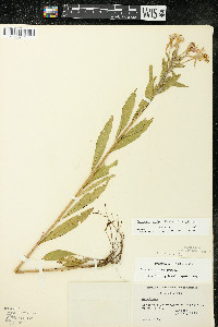 Oenothera villosa subsp. villosa image