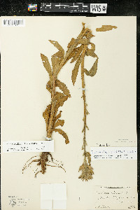 Oenothera villosa image