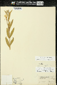 Oenothera villosa image