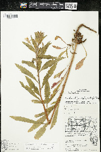 Oenothera villosa image