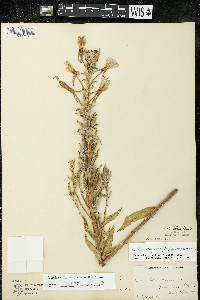 Oenothera villosa image