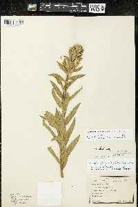 Oenothera villosa image