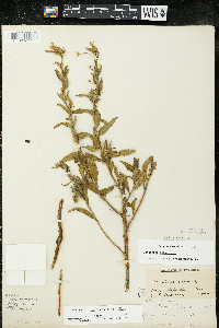 Oenothera villosa subsp. villosa image