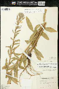 Oenothera villosa image