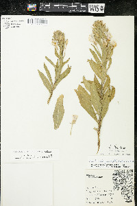 Oenothera villosa subsp. villosa image