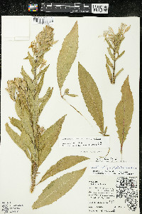 Oenothera villosa image