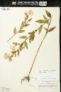 Oenothera pilosella image