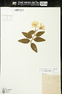 Oenothera pilosella subsp. pilosella image