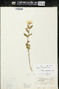 Oenothera pilosella image