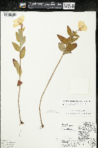 Oenothera pilosella subsp. pilosella image