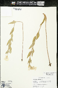 Oenothera pilosella subsp. pilosella image