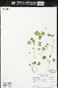 Oxalis montana image