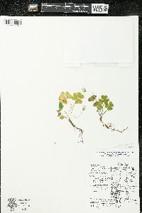 Oxalis montana image
