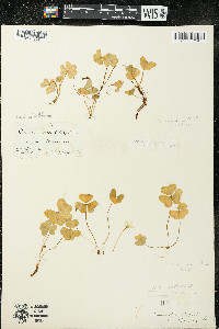 Oxalis montana image