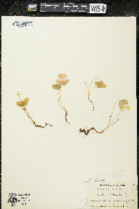 Oxalis montana image