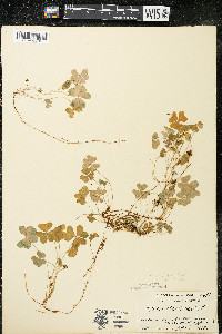 Oxalis montana image