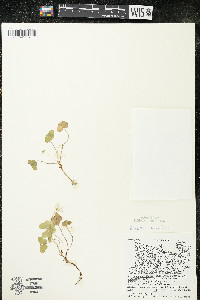 Oxalis montana image