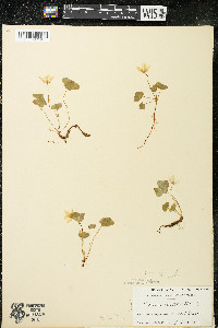 Oxalis montana image