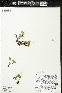 Oxalis montana image
