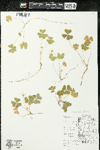 Oxalis montana image