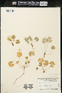 Oxalis montana image