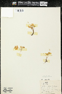 Oxalis montana image