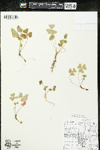 Oxalis montana image