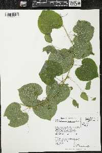 Smilax lasioneura image