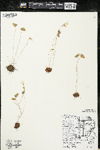Oxalis violacea image