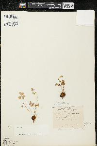 Oxalis violacea image