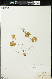 Oxalis violacea image