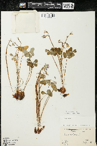 Oxalis violacea image