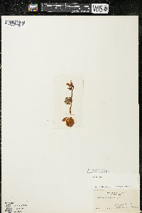 Oxalis violacea image