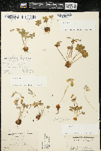 Oxalis violacea image