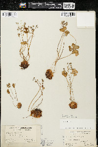 Oxalis violacea image