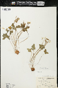 Oxalis violacea image