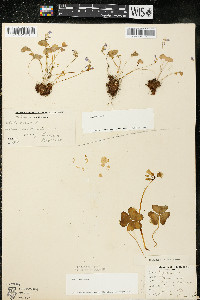 Oxalis violacea image