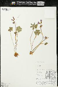 Oxalis violacea image