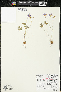 Oxalis violacea image