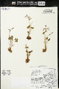 Oxalis violacea image