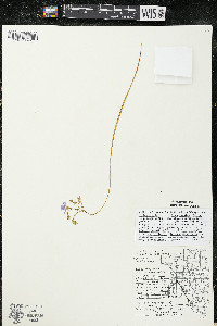 Oxalis violacea image
